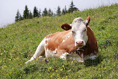 Brown Cow